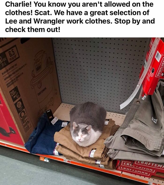 141 Of The Most Adorable Cats That Need A Raise For Their Top-Tier Work (New Pics)