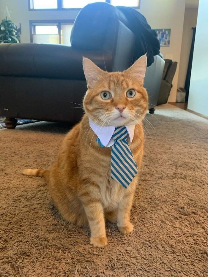141 Of The Most Adorable Cats That Need A Raise For Their Top-Tier Work (New Pics)