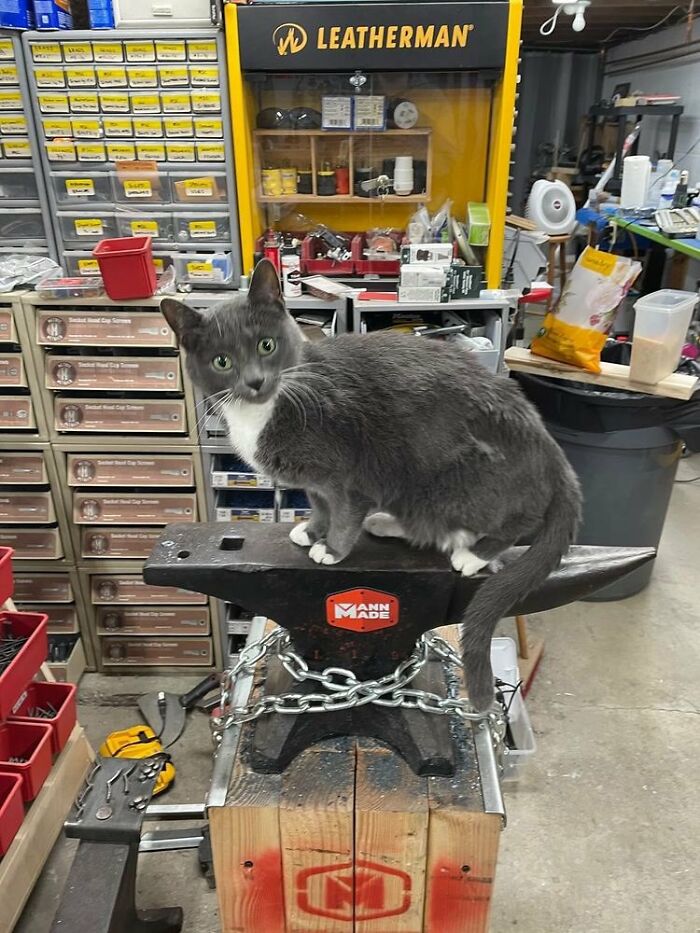 141 Of The Most Adorable Cats That Need A Raise For Their Top-Tier Work (New Pics)