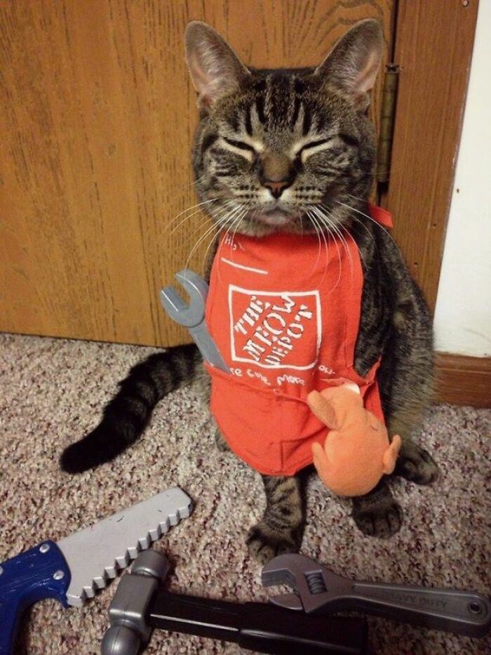 141 Of The Most Adorable Cats That Need A Raise For Their Top-Tier Work (New Pics)