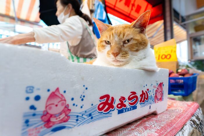 141 Of The Most Adorable Cats That Need A Raise For Their Top-Tier Work (New Pics)