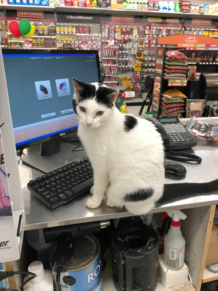 141 Of The Most Adorable Cats That Need A Raise For Their Top-Tier Work (New Pics)