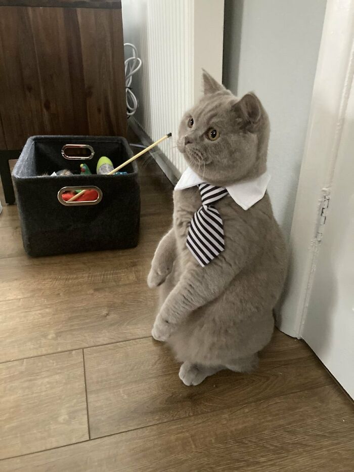 141 Of The Most Adorable Cats That Need A Raise For Their Top-Tier Work (New Pics)
