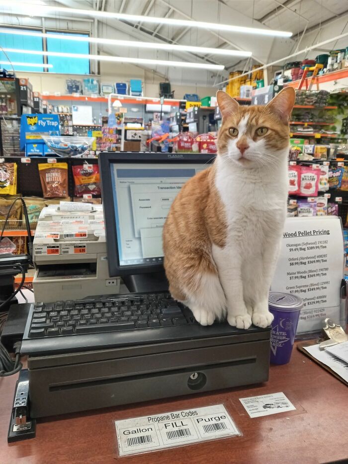 141 Of The Most Adorable Cats That Need A Raise For Their Top-Tier Work (New Pics)