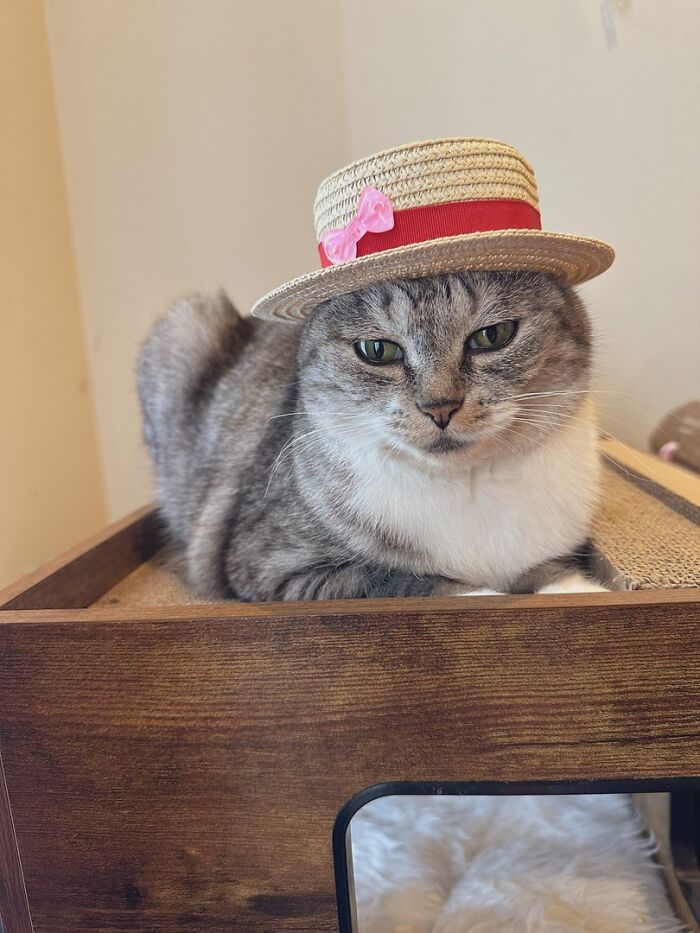 141 Of The Most Adorable Cats That Need A Raise For Their Top-Tier Work (New Pics)