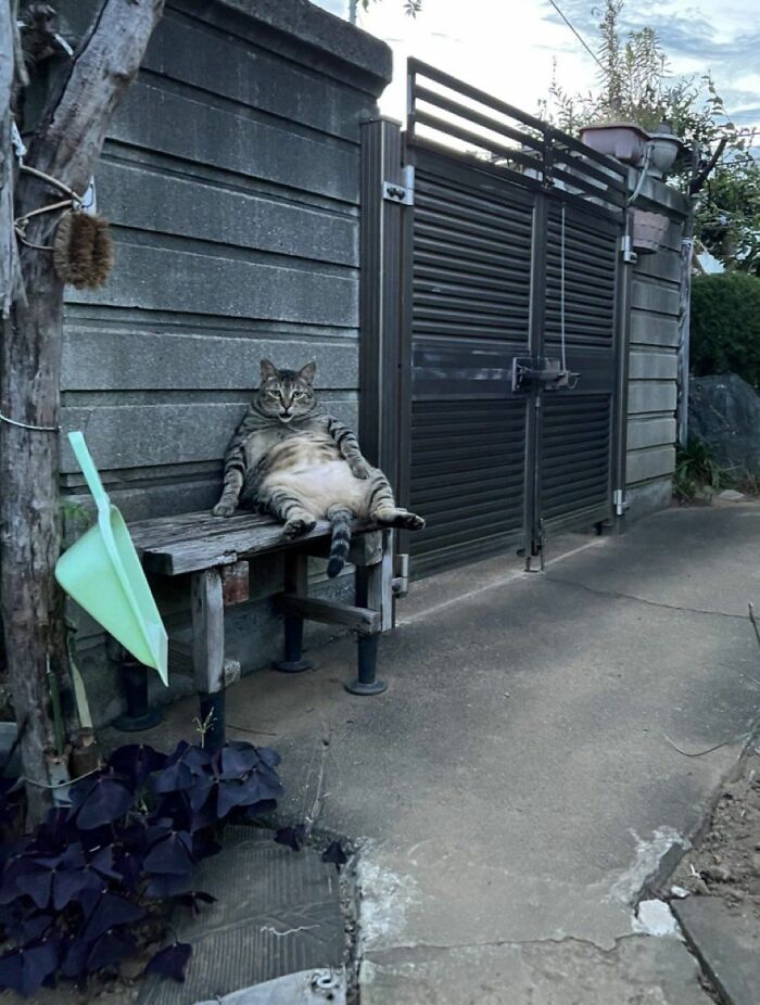 141 Of The Most Adorable Cats That Need A Raise For Their Top-Tier Work (New Pics)