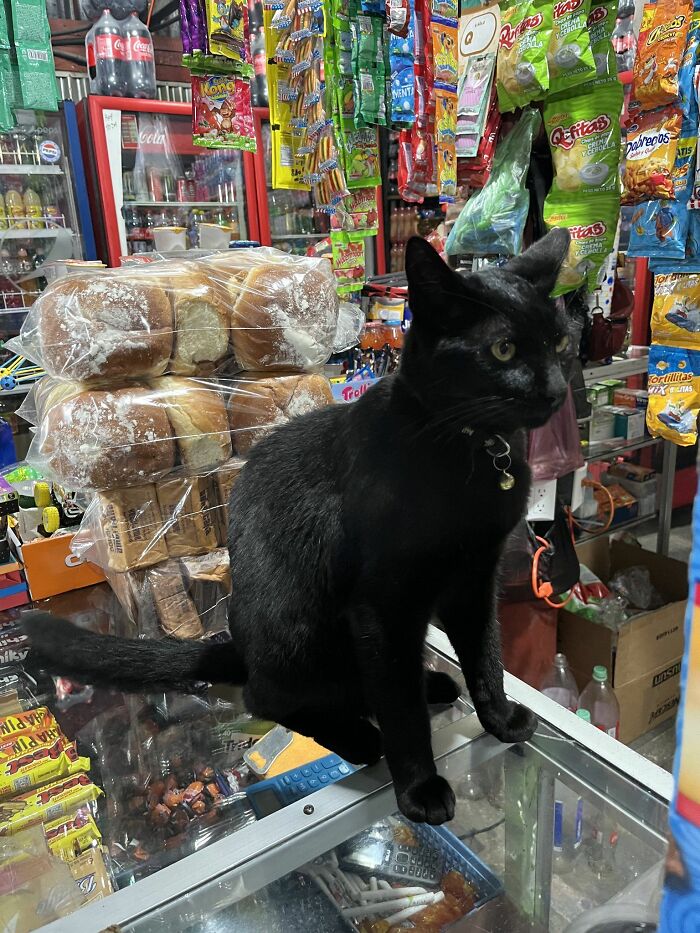 141 Of The Most Adorable Cats That Need A Raise For Their Top-Tier Work (New Pics)