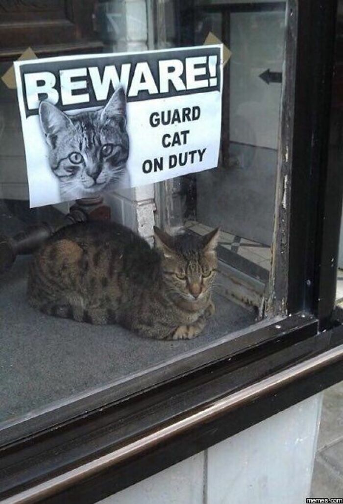 141 Of The Most Adorable Cats That Need A Raise For Their Top-Tier Work (New Pics)