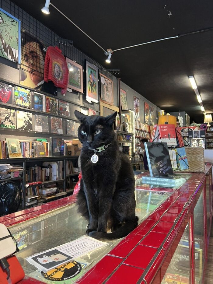 141 Of The Most Adorable Cats That Need A Raise For Their Top-Tier Work (New Pics)