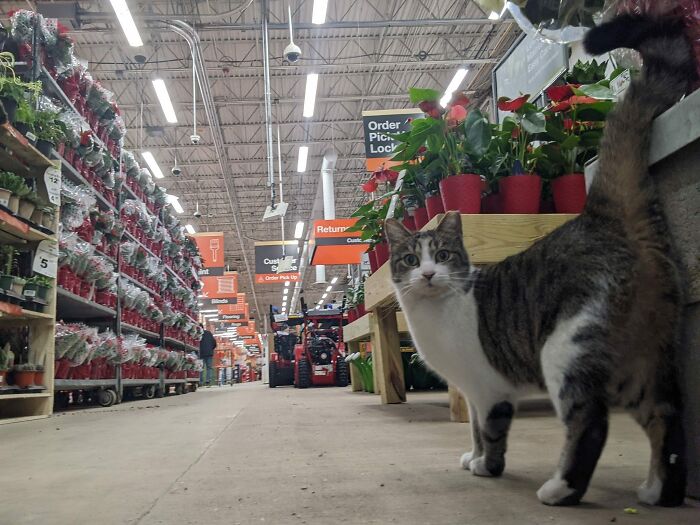 141 Of The Most Adorable Cats That Need A Raise For Their Top-Tier Work (New Pics)