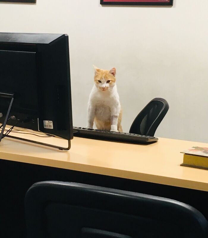 141 Of The Most Adorable Cats That Need A Raise For Their Top-Tier Work (New Pics)