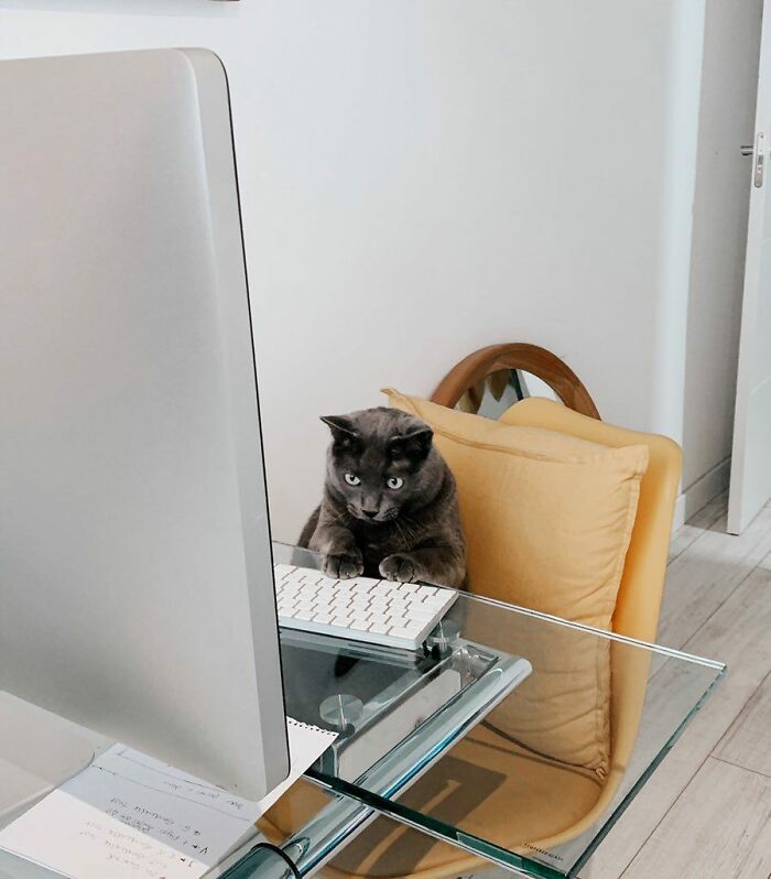 141 Of The Most Adorable Cats That Need A Raise For Their Top-Tier Work (New Pics)