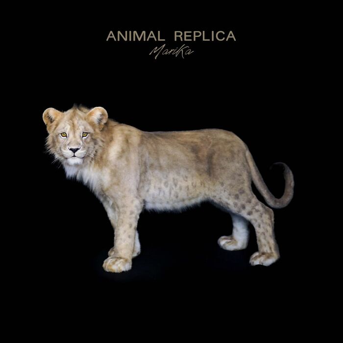 These Two Artists From Armenia Create Lifelike Animal Replicas With Synthetic Materials (15 Pics)