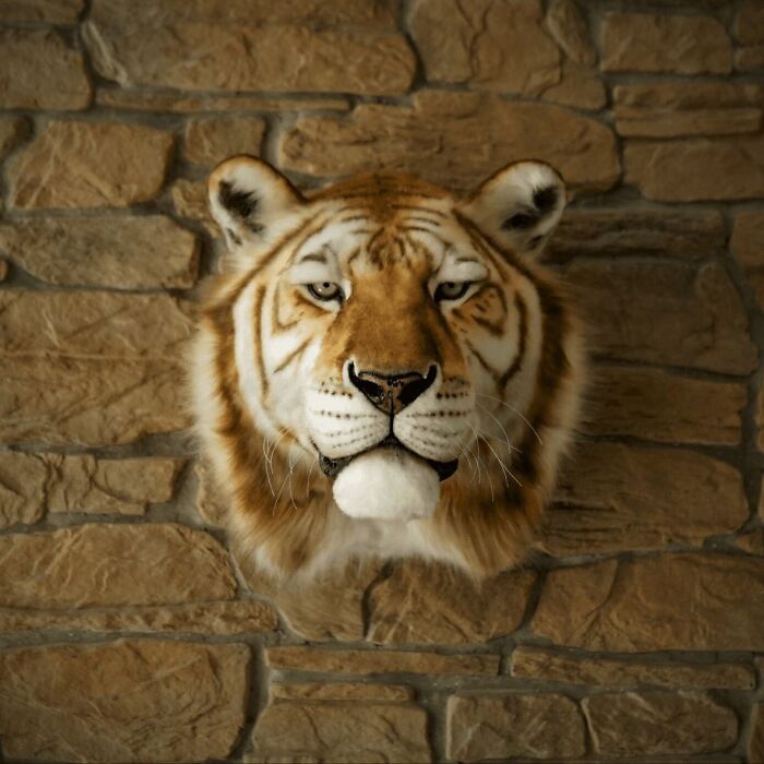 These Two Artists From Armenia Create Lifelike Animal Replicas With Synthetic Materials (15 Pics)