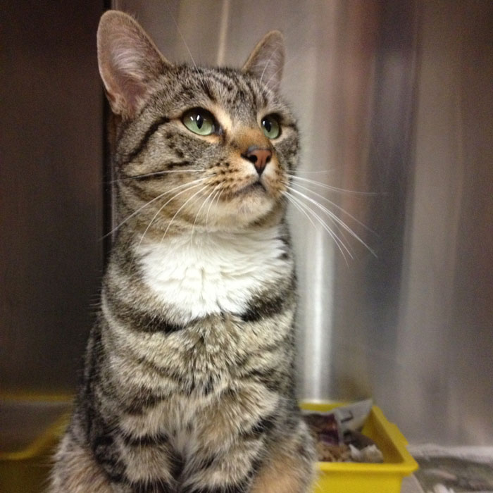 “It Can’t Be Him!”: Owners Astonished When Cat Turns Up Alive And Well After Being Gone For 9 Years