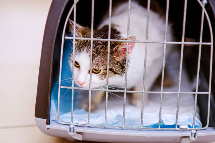 “It Can’t Be Him!”: Owners Astonished When Cat Turns Up Alive And Well After Being Gone For 9 Years
