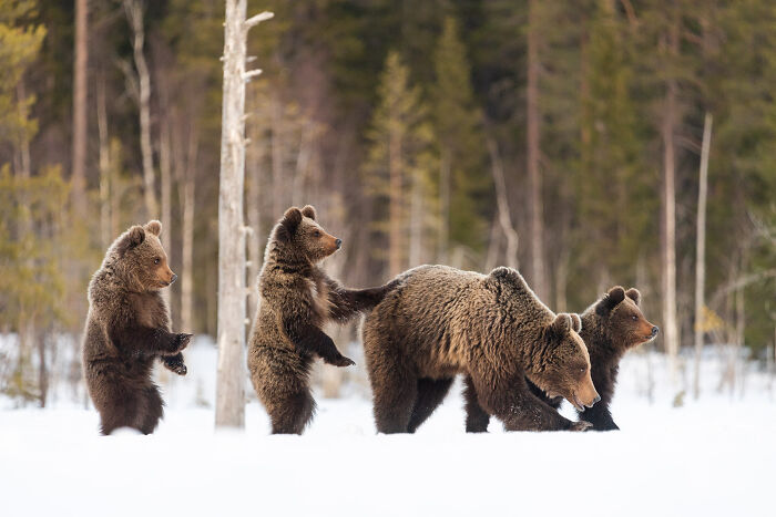 This Photographer Captures The Beauty Of Wildlife And Nature, And Here Are His 50 Best Shots