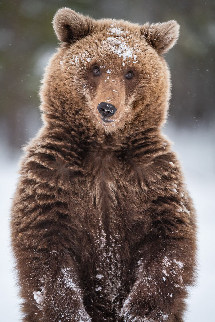 This Photographer Captures The Beauty Of Wildlife And Nature, And Here Are His 50 Best Shots