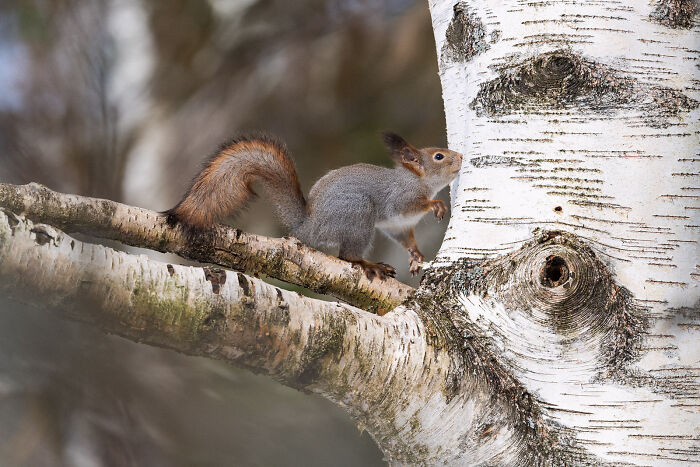 This Photographer Captures The Beauty Of Wildlife And Nature, And Here Are His 50 Best Shots