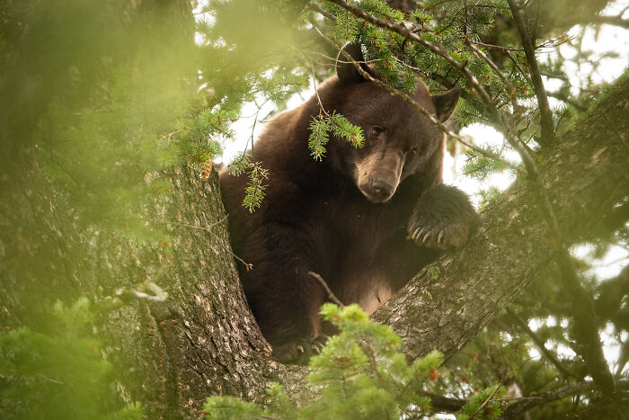 This Photographer Captures The Beauty Of Wildlife And Nature, And Here Are His 50 Best Shots