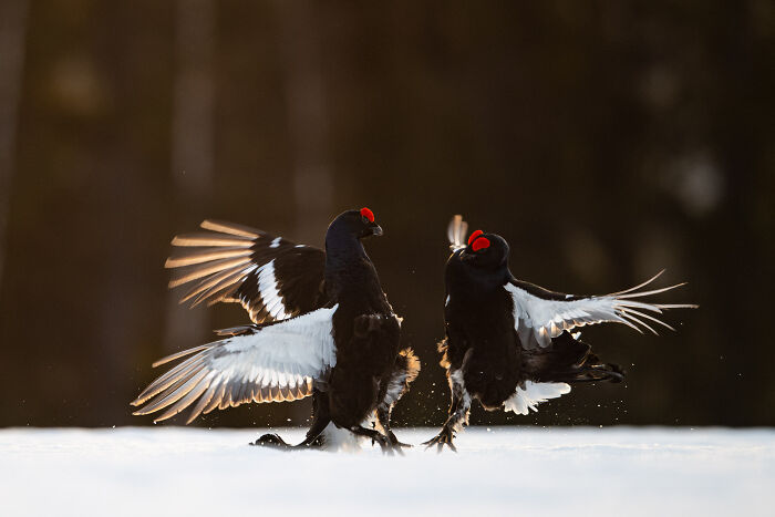 This Photographer Captures The Beauty Of Wildlife And Nature, And Here Are His 50 Best Shots