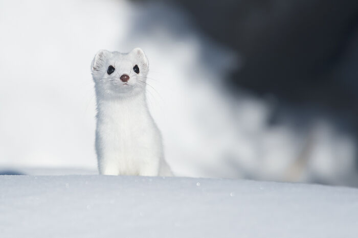 This Photographer Captures The Beauty Of Wildlife And Nature, And Here Are His 50 Best Shots