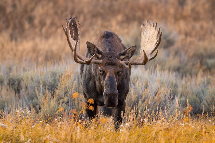 This Photographer Captures The Beauty Of Wildlife And Nature, And Here Are His 50 Best Shots