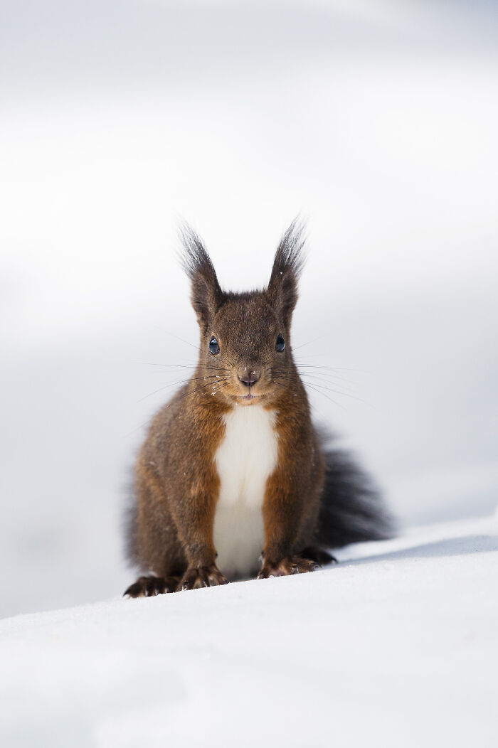 This Photographer Captures The Beauty Of Wildlife And Nature, And Here Are His 50 Best Shots