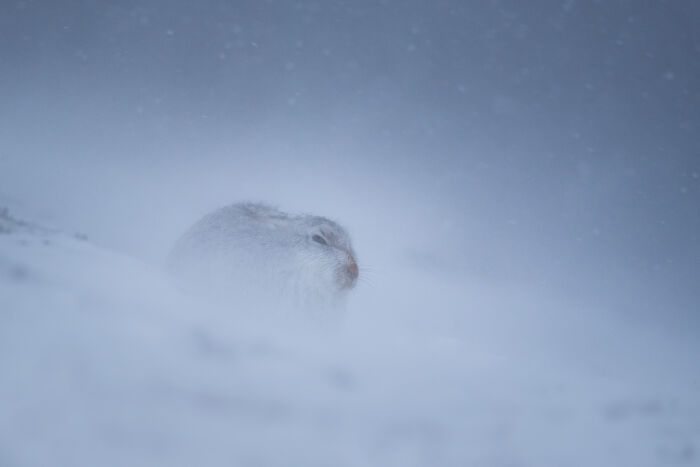 This Photographer Captures The Beauty Of Wildlife And Nature, And Here Are His 50 Best Shots