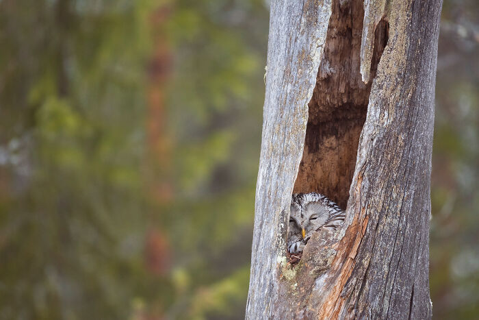 This Photographer Captures The Beauty Of Wildlife And Nature, And Here Are His 50 Best Shots