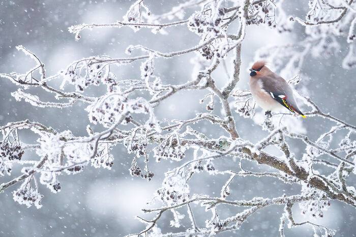 This Photographer Captures The Beauty Of Wildlife And Nature, And Here Are His 50 Best Shots