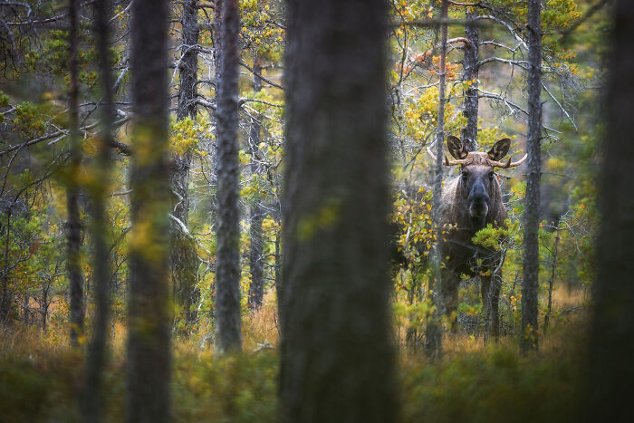 This Photographer Captures The Beauty Of Wildlife And Nature, And Here Are His 50 Best Shots
