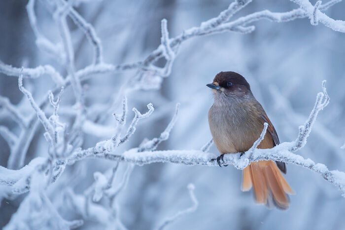 This Photographer Captures The Beauty Of Wildlife And Nature, And Here Are His 50 Best Shots