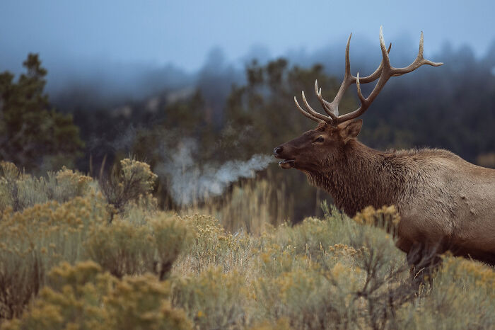 This Photographer Captures The Beauty Of Wildlife And Nature, And Here Are His 50 Best Shots