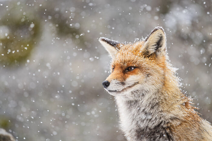 This Photographer Captures The Beauty Of Wildlife And Nature, And Here Are His 50 Best Shots