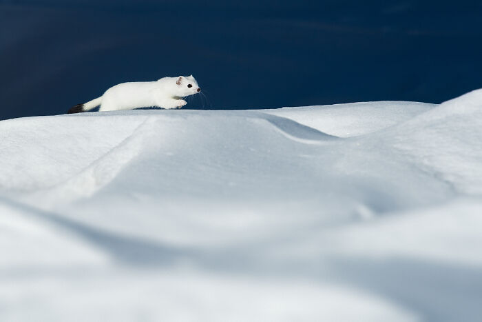 This Photographer Captures The Beauty Of Wildlife And Nature, And Here Are His 50 Best Shots