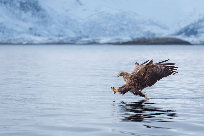 This Photographer Captures The Beauty Of Wildlife And Nature, And Here Are His 50 Best Shots