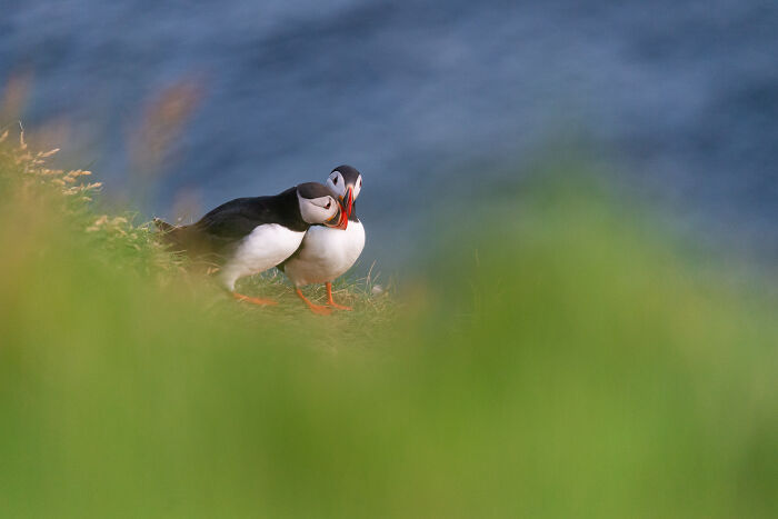 This Photographer Captures The Beauty Of Wildlife And Nature, And Here Are His 50 Best Shots