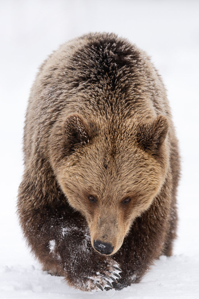 This Photographer Captures The Beauty Of Wildlife And Nature, And Here Are His 50 Best Shots