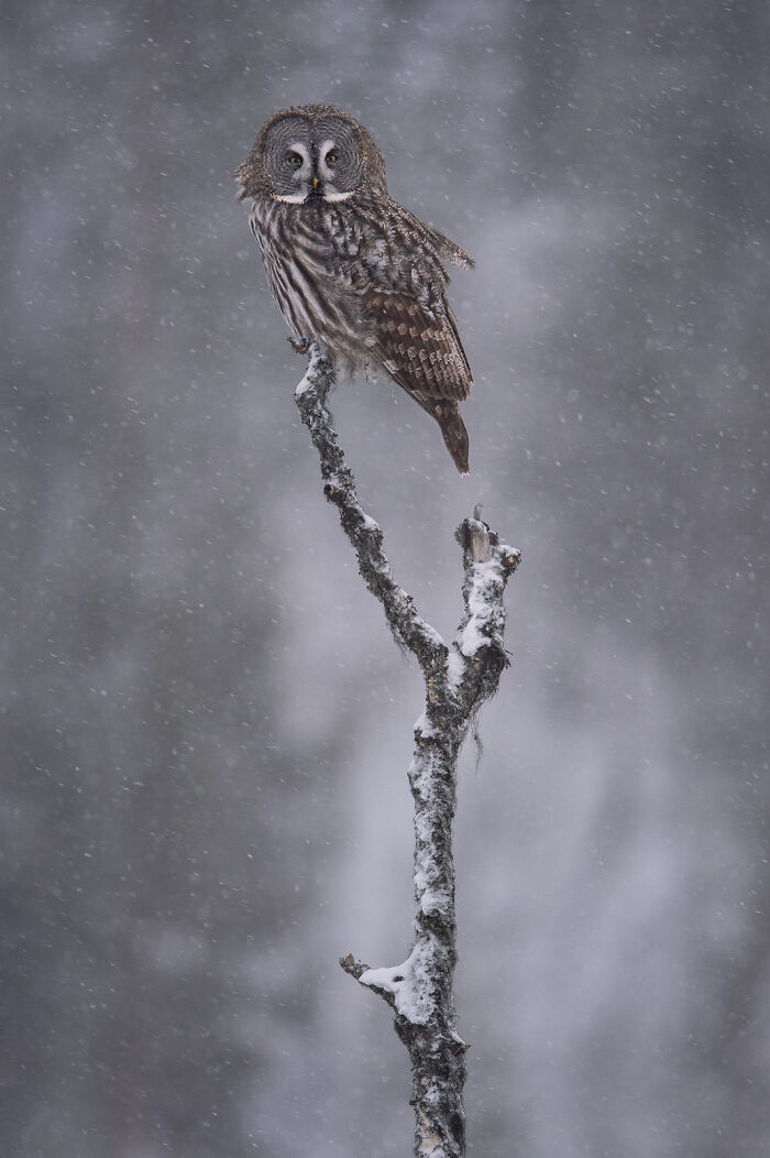 This Photographer Captures The Beauty Of Wildlife And Nature, And Here Are His 50 Best Shots
