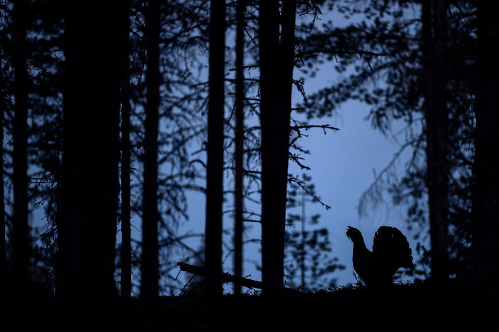 This Photographer Captures The Beauty Of Wildlife And Nature, And Here Are His 50 Best Shots
