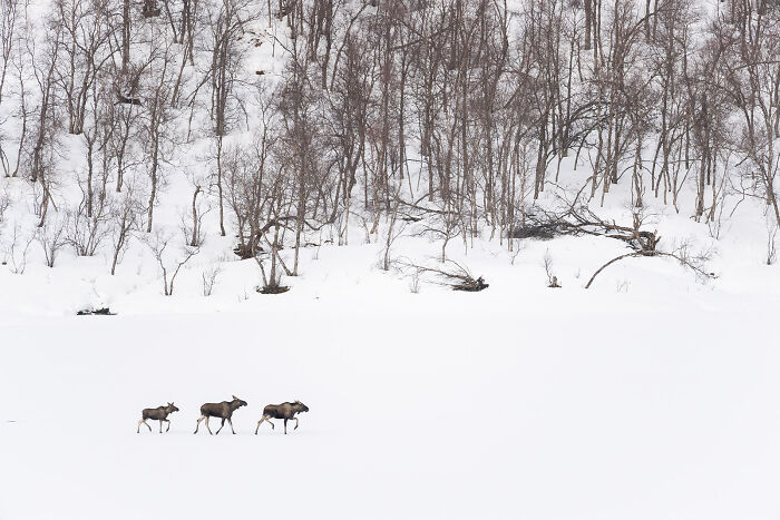 This Photographer Captures The Beauty Of Wildlife And Nature, And Here Are His 50 Best Shots