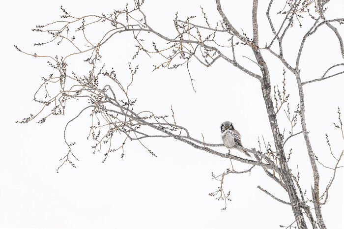 This Photographer Captures The Beauty Of Wildlife And Nature, And Here Are His 50 Best Shots