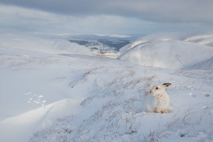 This Photographer Captures The Beauty Of Wildlife And Nature, And Here Are His 50 Best Shots