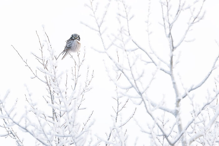 This Photographer Captures The Beauty Of Wildlife And Nature, And Here Are His 50 Best Shots
