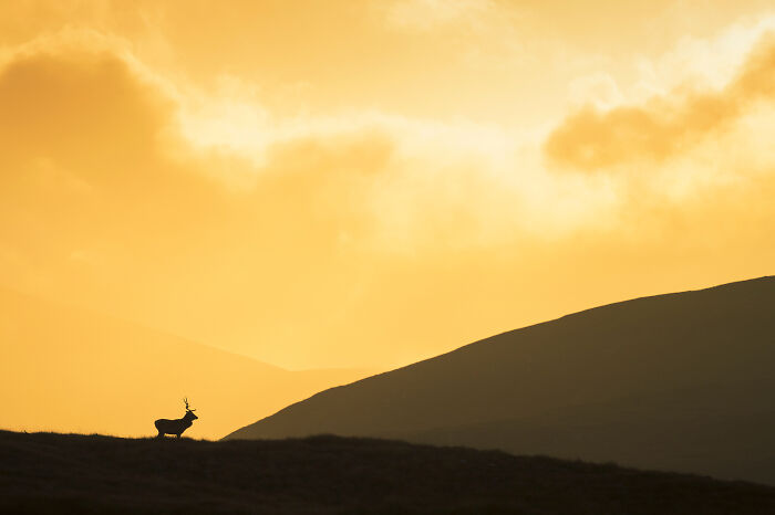 This Photographer Captures The Beauty Of Wildlife And Nature, And Here Are His 50 Best Shots