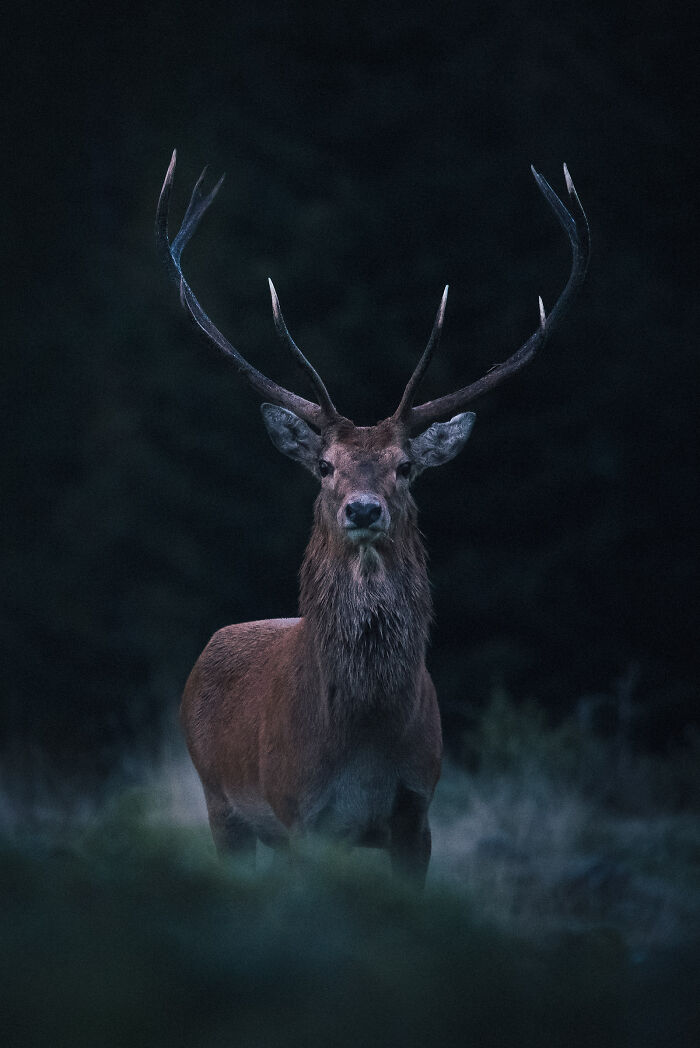 This Photographer Captures The Beauty Of Wildlife And Nature, And Here Are His 50 Best Shots