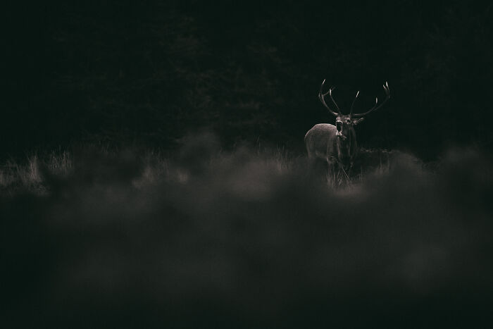 This Photographer Captures The Beauty Of Wildlife And Nature, And Here Are His 50 Best Shots