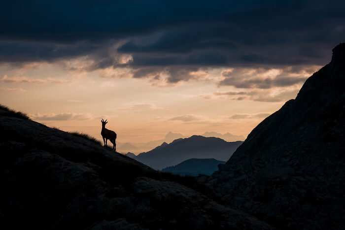 This Photographer Captures The Beauty Of Wildlife And Nature, And Here Are His 50 Best Shots