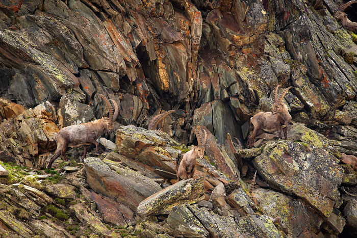 This Photographer Captures The Beauty Of Wildlife And Nature, And Here Are His 50 Best Shots